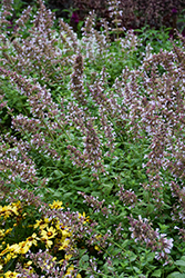 Whispurr Pink Catmint (Nepeta x faassenii 'Balpurrink') at Sargent's Nursery
