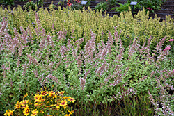 Whispurr Pink Catmint (Nepeta x faassenii 'Balpurrink') at Sargent's Nursery