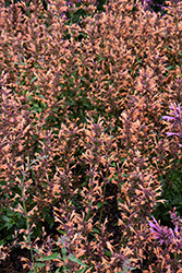 Sunrise Orange Hyssop (Agastache 'Sunrise Orange') at Sargent's Nursery