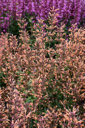 Sunrise Orange Hyssop (Agastache 'Sunrise Orange') at Sargent's Nursery