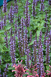 Little Adder Hyssop (Agastache rugosa 'Little Adder') at Sargent's Nursery