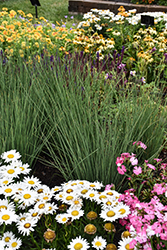 Blue Arrows Rush (Juncus inflexus 'Blue Arrows') at Sargent's Nursery