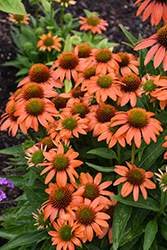 Artisan Soft Orange Coneflower (Echinacea 'PA1308374') at Sargent's Nursery