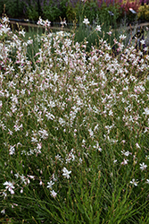 Sparkle White Gaura (Gaura lindheimeri 'Sparkle White') at Sargent's Nursery