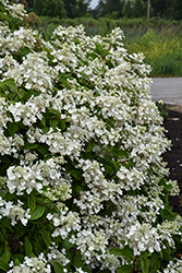 Fire And Ice Hydrangea (Hydrangea paniculata 'Wim's Red') at Sargent's Nursery