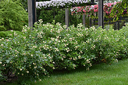 Button Bush (Cephalanthus occidentalis) at Sargent's Nursery