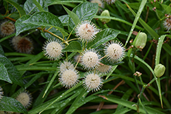 Button Bush (Cephalanthus occidentalis) at Sargent's Nursery