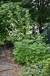 American Bugbane (Actaea racemosa) at Sargent's Nursery