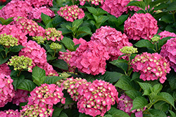 Summer Crush Hydrangea (Hydrangea macrophylla 'Bailmacfive') at Sargent's Nursery