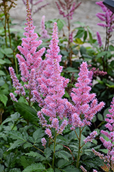 Maggie Daley Astilbe (Astilbe chinensis 'Maggie Daley') at Sargent's Nursery