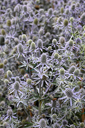 Blue Glitter Sea Holly (Eryngium planum 'Blue Glitter') at Sargent's Nursery