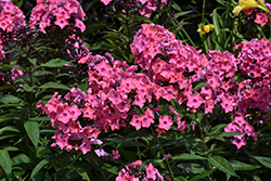 Coral Creme Drop Garden Phlox (Phlox paniculata 'Ditomdre') at Sargent's Nursery