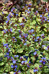 Plumbago (Ceratostigma plumbaginoides) at Sargent's Nursery