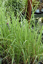 Switch Grass (Panicum virgatum) at Sargent's Nursery