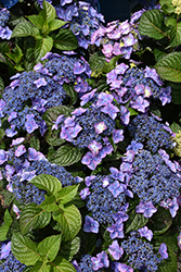 Pop Star Hydrangea (Hydrangea macrophylla 'BAILMACSIX') at Sargent's Nursery