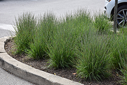 Smoke Signal Little Bluestem (Schizachyrium scoparium 'Smoke Signal') at Sargent's Nursery