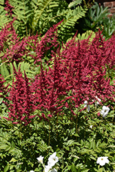 Red Sentinel Astilbe (Astilbe x arendsii 'Red Sentinel') at Sargent's Nursery