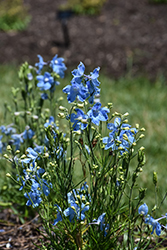 Hunky Dory&Trade; Sky Blue Delphinium (Delphinium grandiflorum 'Hunky Dory Sky Blue') at Sargent's Nursery