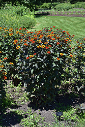 Bleeding Hearts False Sunflower (Heliopsis helianthoides 'Bleeding Hearts') at Sargent's Nursery