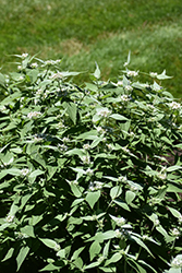 Hoary Mountain Mint (Pycnanthemum incanum) at Sargent's Nursery
