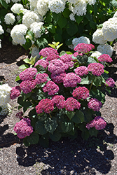 Invincibelle Mini Mauvette Hydrangea (Hydrangea arborescens 'NCHA7') at Sargent's Nursery