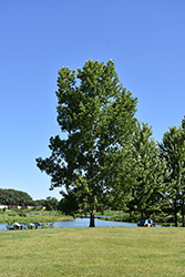 Siouxland Poplar (Populus deltoides 'Siouxland') at Sargent's Nursery