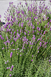 Purple Prairie Clover (Dalea purpurea) at Sargent's Nursery