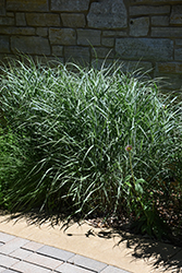 Switch Grass (Panicum virgatum) at Sargent's Nursery