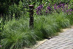 Pennsylvania Sedge (Carex pensylvanica) at Sargent's Nursery