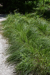 Fox Sedge (Carex vulpinoidea) at Sargent's Nursery