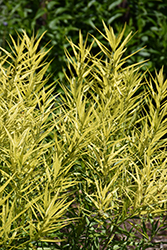 Butterscotch Blue Star (Amsonia hubrichtii 'Butterscotch') at Sargent's Nursery