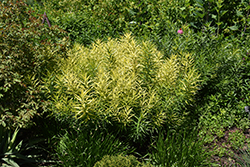 Butterscotch Blue Star (Amsonia hubrichtii 'Butterscotch') at Sargent's Nursery