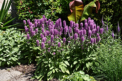 Hummelo Betony (Stachys monieri 'Hummelo') at Sargent's Nursery