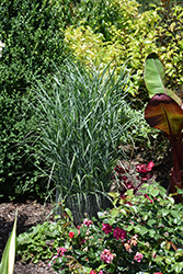 Prairie Dog Switch Grass (Panicum virgatum 'Prairie Dog') at Sargent's Nursery