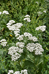 Wild Quinine (Parthenium integrifolium) at Sargent's Nursery