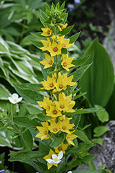 Yellow Loosestrife (Lysimachia punctata) at Sargent's Nursery
