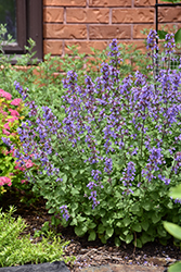 Picture Purrfect Catmint (Nepeta 'Picture Purrfect') at Sargent's Nursery
