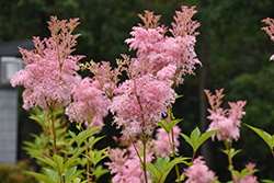 Venusta Queen Of The Prairie (Filipendula rubra 'Venusta') at Sargent's Nursery