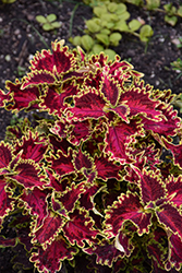 Vulcan Coleus (Solenostemon scutellarioides 'Vulcan') at Sargent's Nursery
