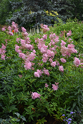 Venusta Queen Of The Prairie (Filipendula rubra 'Venusta') at Sargent's Nursery