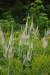 Culver's Root (Veronicastrum virginicum) at Sargent's Nursery