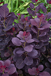 Royal Purple Smokebush (Cotinus coggygria 'Royal Purple') at Sargent's Nursery