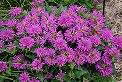 Grand Parade Beebalm (Monarda 'Grand Parade') at Sargent's Nursery