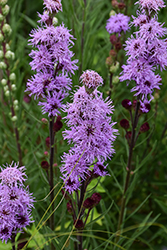 Rocky Mountain Blazing Star (Liatris ligulistylis) at Sargent's Nursery