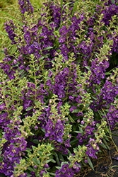 Angelface Blue Angelonia (Angelonia angustifolia 'ANBLU140') at Sargent's Nursery