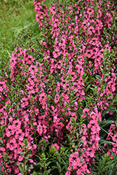 Angelface Perfectly Pink Angelonia (Angelonia angustifolia 'Balang15434') at Sargent's Nursery