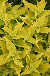 ColorBlaze Lime Time Coleus (Solenostemon scutellarioides 'Lime Time') at Sargent's Nursery
