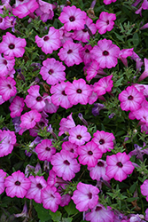 Supertunia Tiara Pink Petunia (Petunia 'PEHY0083') at Sargent's Nursery