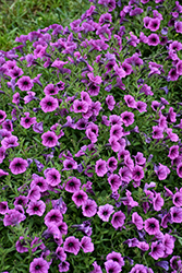 Supertunia Mini Vista Plum Veined Petunia (Petunia 'WGPETSMVPV25') at Sargent's Nursery