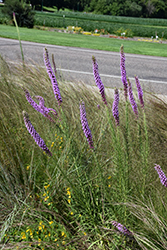 Prairie Blazing Star (Liatris pycnostachya) at Sargent's Nursery
